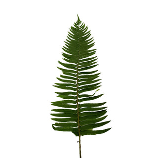 Flat Fern - 150 Stems Green flowers - fresh-cut flowers by Bloomingmore - ideal for weddings and floral events