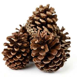 florida pine cones