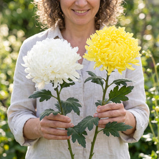 Yellow an White Natural Football Mums