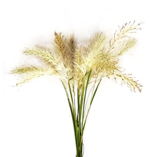 Fountain Little Bunny Green flowers - fresh-cut flowers by Bloomingmore - ideal for weddings and floral events