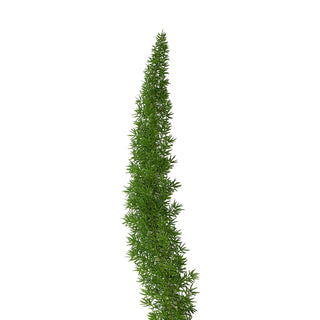 Foxtail Fern - 150 Stems Green flowers - fresh-cut flowers by Bloomingmore - ideal for weddings and floral events