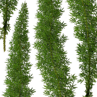 Foxtail Fern - 150 Stems Green flowers - fresh-cut flowers by Bloomingmore - ideal for weddings and floral events