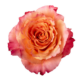 Free Sírit Bloomingmore