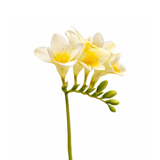 Freesia light yellow