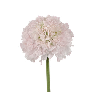 French Vanilla scabiosa