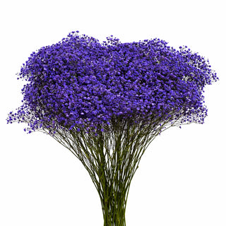 Dark Purple Babys Breath Gypsophila bunch
