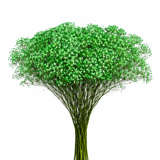 Green Babys Breath Gypsophila bunch