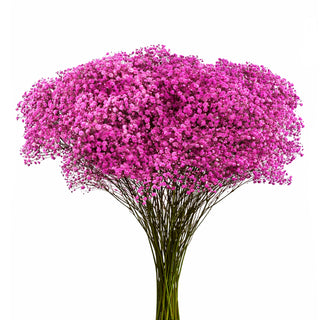 Hot Pink Babys Breath Gypsophila bunch