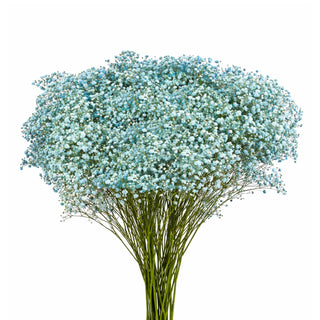 Light Lite Blue Babys Breath Gypsophila bunch