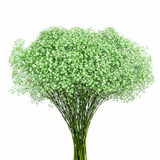 Light Green Babys Breath Gypsophila bunch