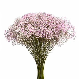 Light Lite Pink Babys Breath Gypsophila bunch