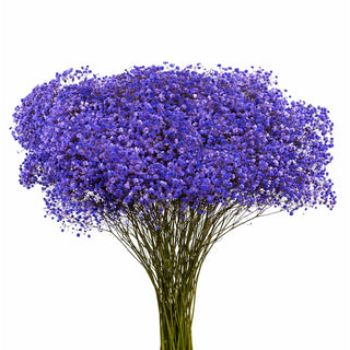 Purple Babys Breath Gypsophila bunch