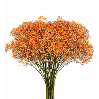 Orange Babys Breath Gypsophila bunch