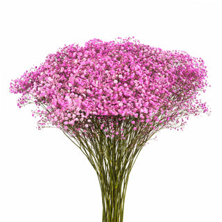 Pink Babys Breath Gypsophila bunch