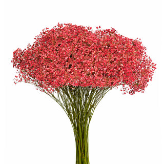 Red Babys Breath Gypsophila bunch