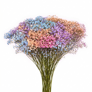 Assorted Tinted Babys Breath Gypsophila bunch
