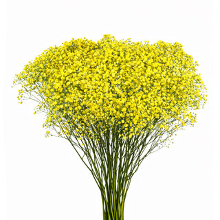 Yellow Babys Breath Gypsophila bunch