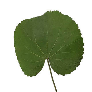 Galax Leaves - 150 Stems Green flowers - fresh-cut flowers by Bloomingmore - ideal for weddings and floral events