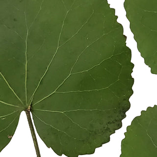 Galax Leaves - 150 Stems Green flowers - fresh-cut flowers by Bloomingmore - ideal for weddings and floral events