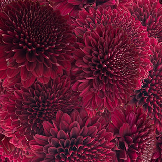 Ganache Velvet Cremon Ganache flowers - fresh-cut flowers by Bloomingmore - ideal for weddings and floral events