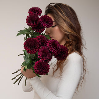 Ganache Velvet Cremon Ganache flowers - fresh-cut flowers by Bloomingmore - ideal for weddings and floral events