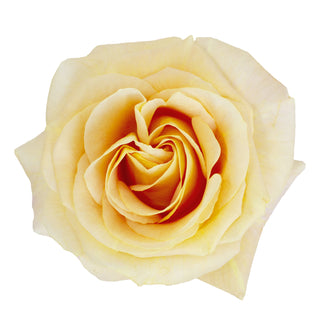 Garden Rose, Apricot Swirl - 36 Stems