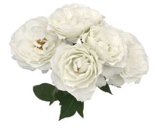 Garden Rose Blanche Sprayses Bloomingmore