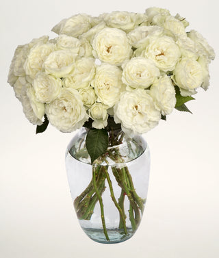 Garden Rose Blanche Sprayses BloomingmoreB