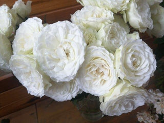 Garden Rose Blanche Sprayses Bloomingmore D