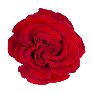 Garden Rose, Wanted - 36 Stems