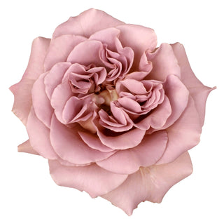 Garden Roses - Cafe Latte Bloomingmore