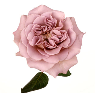 Garden Roses - Cafe Latte Bloomingmore