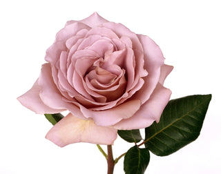 Garden Roses - Cafe Latte Bloomingmore C