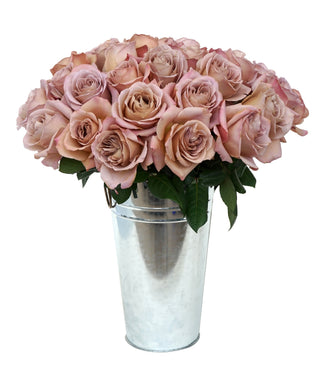 Garden Roses - Cafe Latte Bloomingmore D