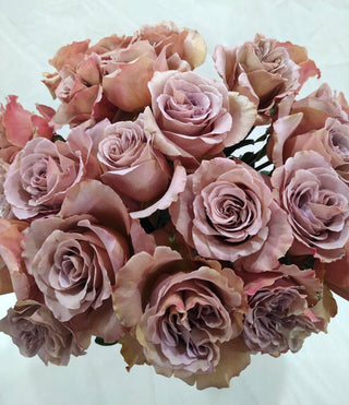 Garden Roses - Cafe Latte Bloomingmore E