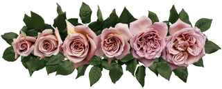 Garden Roses - Cafe Latte Bloomingmore F