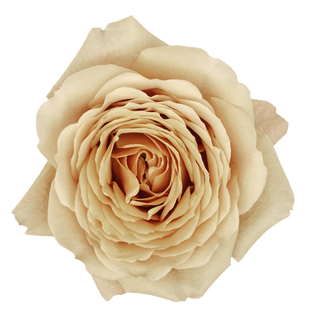 Garden Roses - Golden Mustard Bloomingmore A