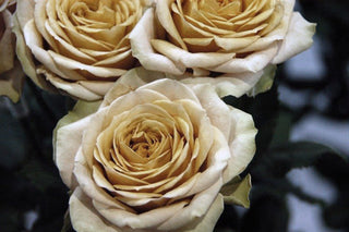 Garden Roses - Golden Mustard Bloomingmore B