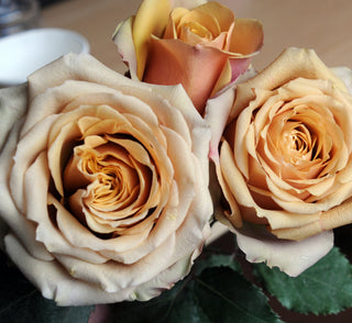 Garden Roses - Golden Mustard Bloomingmore D