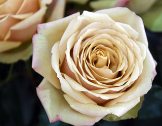 Garden Roses - Golden Mustard Bloomingmore E