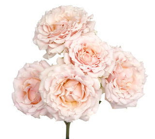 Garden Roses - Wedding Rosever Spray Bloomingmore A