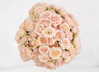 Garden Roses - Wedding Rosever Spray Bloomingmore B