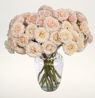 Garden Roses - Wedding Rosever Spray Bloomingmore D