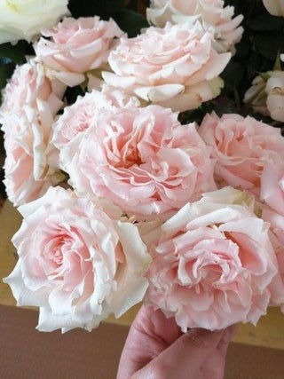 Garden Roses - Wedding Rosever Spray Bloomingmore F