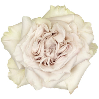 Garden Roses - Westminster Abbey Bloomingmore A