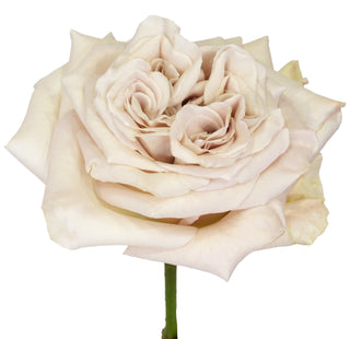 Garden Roses - Westminster Abbey Bloomingmore B