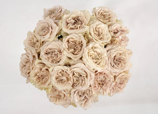 Garden Roses - Westminster Abbey Bloomingmore C