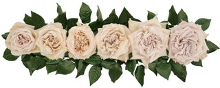 Garden Roses - Westminster Abbey Bloomingmore D