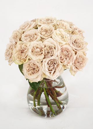 Garden Roses - Westminster Abbey Bloomingmore E