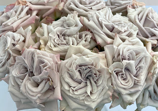 Garden Roses - Westminster Abbey Bloomingmore F